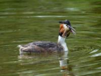 Haubentaucher verschlingt Fisch